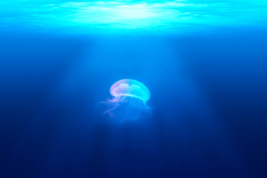 Jellyfish Underwater HD9335317257 300x200 - Jellyfish Underwater HD - Underwater, The, Jellyfish